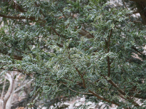 Torreya nucifera