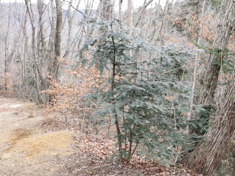 Torreya nucifera