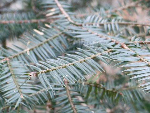 Torreya nucifera