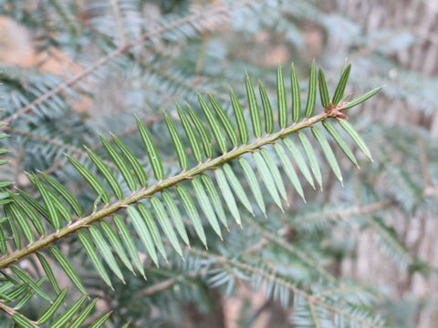 Torreya nucifera