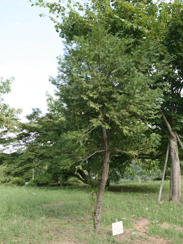 Torreya nucifera