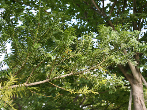 Torreya nucifera