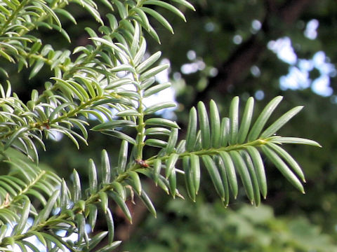 Torreya nucifera