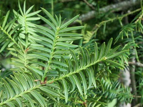 Torreya nucifera