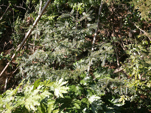 Torreya nucifera