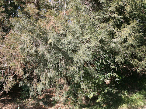 Torreya nucifera