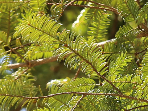 Torreya nucifera