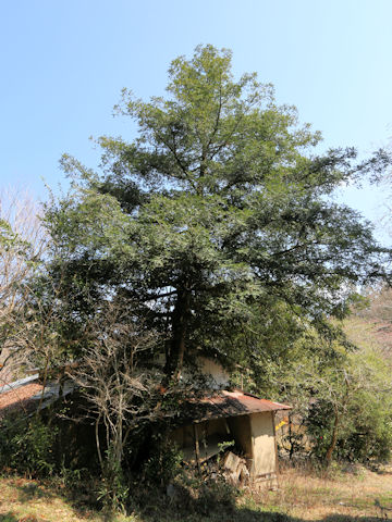 Torreya nucifera