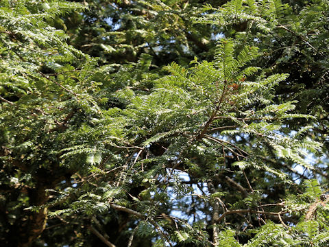 Torreya nucifera
