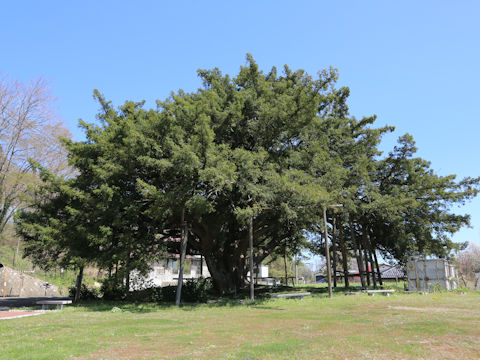 Torreya nucifera