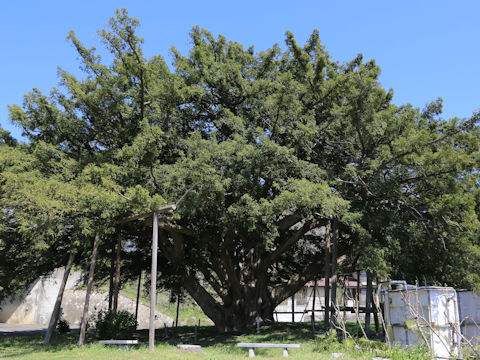 Torreya nucifera