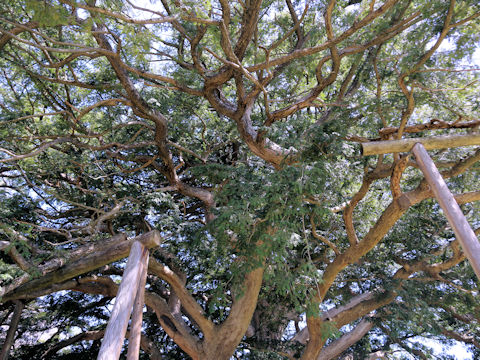 Torreya nucifera
