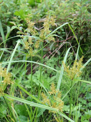 Cyperus microiria