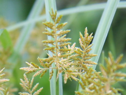 Cyperus microiria