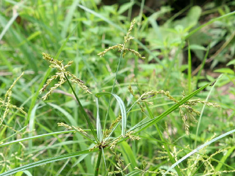 Cyperus microiria