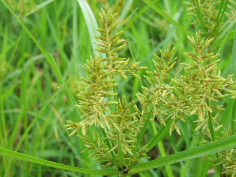 Cyperus microiria