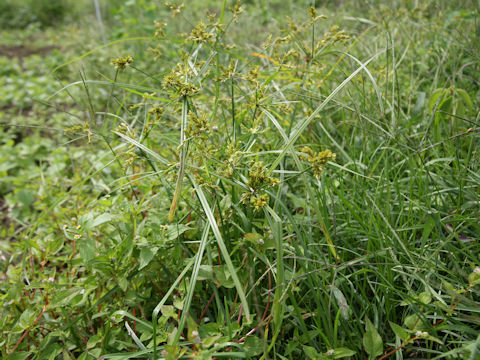 Cyperus microiria