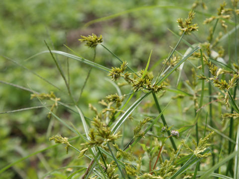 Cyperus microiria