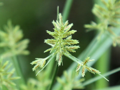 Cyperus microiria