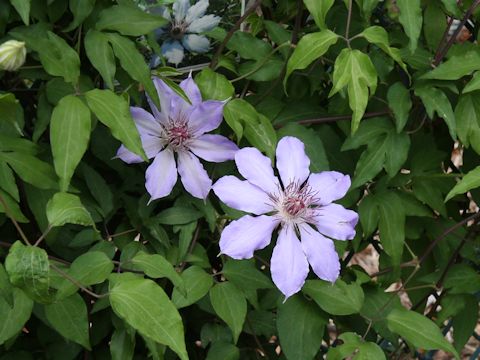 Clematis patens