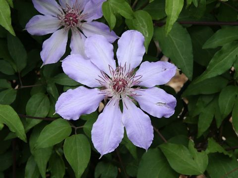 Clematis patens