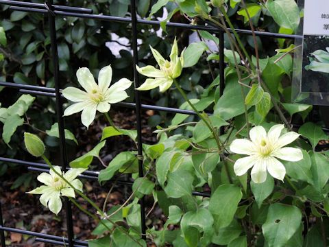 Clematis patens