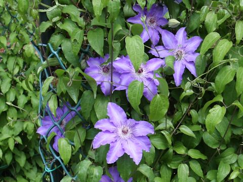 Clematis patens