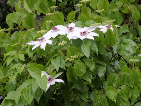 Clematis patens