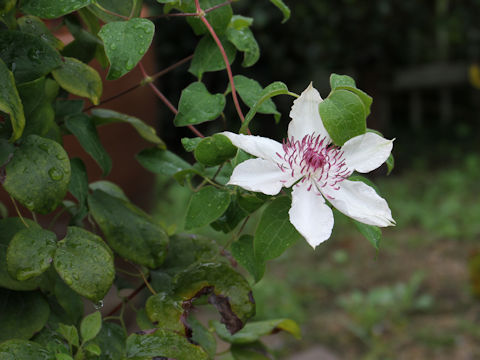 Clematis patens