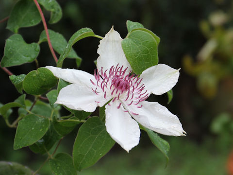 Clematis patens