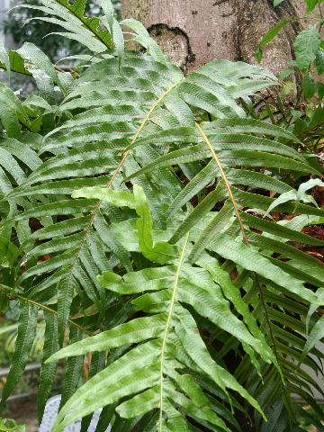 Aglaomorpha coronans