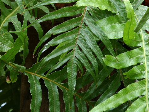 Aglaomorpha coronans