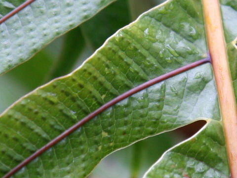 Aglaomorpha coronans