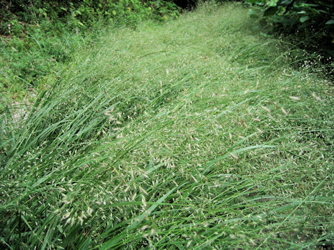 Eragrostis ferruginea