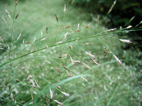 Eragrostis ferruginea