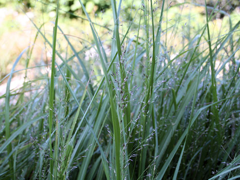 Eragrostis ferruginea