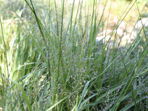 Eragrostis ferruginea