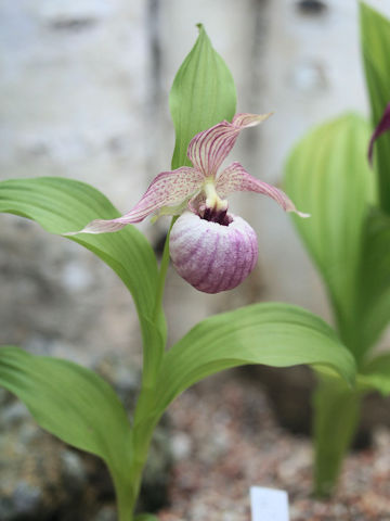 Cypripedium sp.