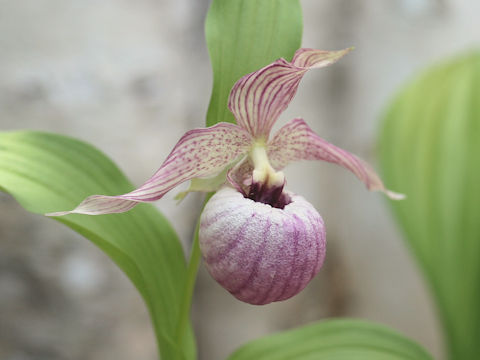 Cypripedium sp.