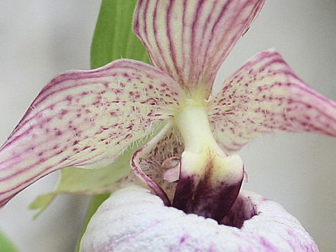 Cypripedium sp.