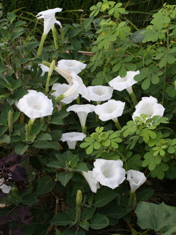 Datura innoxia