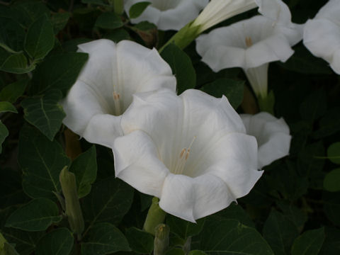 Datura innoxia