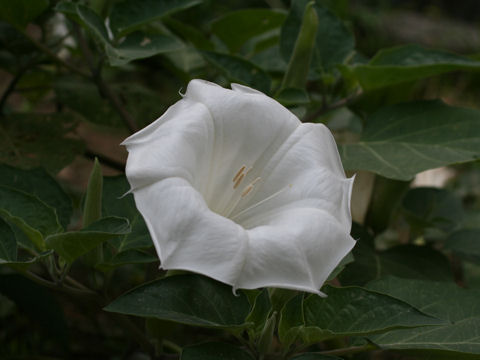 Datura innoxia