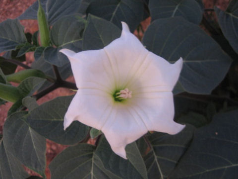 Datura innoxia