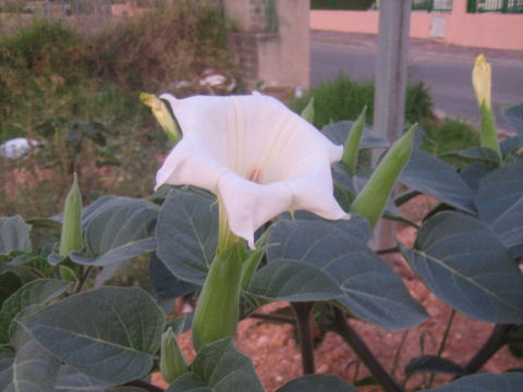 Datura innoxia