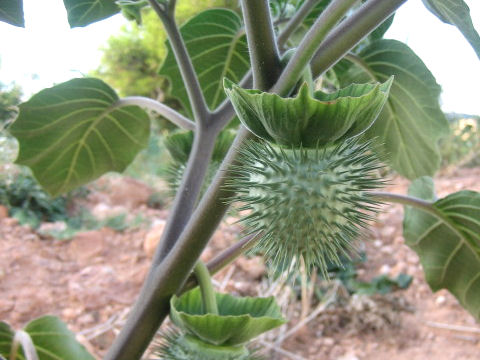 Datura innoxia