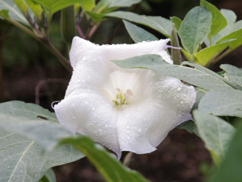 Datura innoxia