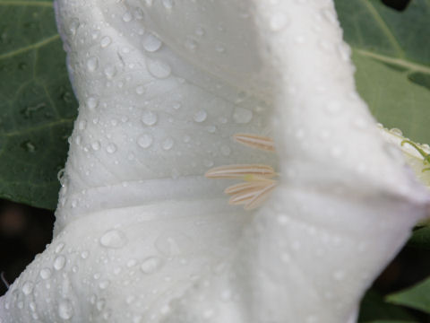 Datura innoxia