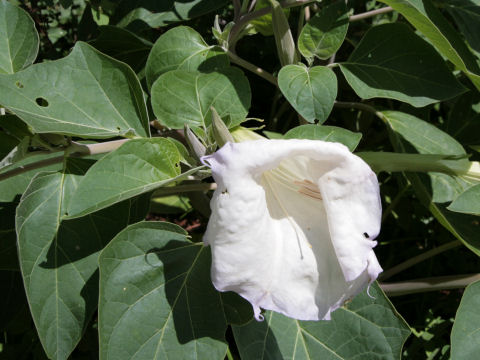 Datura innoxia