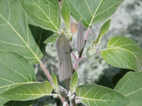 Datura innoxia